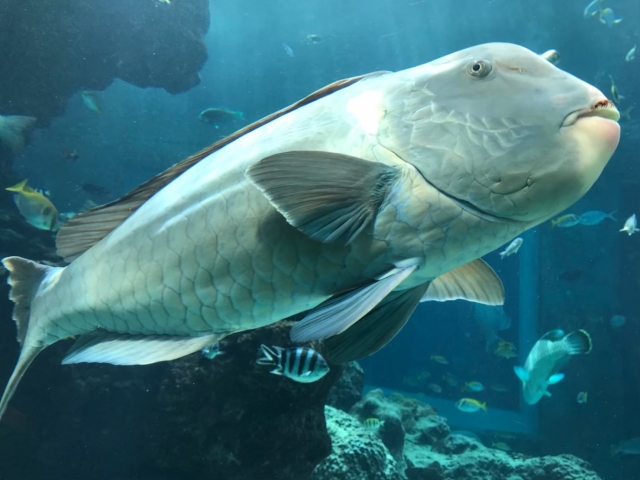 水槽内を泳ぐナポレオンフィッシュと熱帯魚の群れ