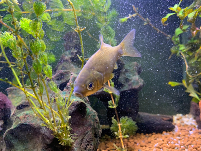水草と岩の周りを泳ぐフナのような淡水魚の姿