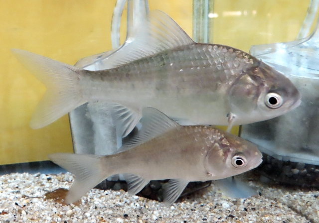 砂利を敷いた水槽内を泳ぐ大小2匹の淡水魚の仲間