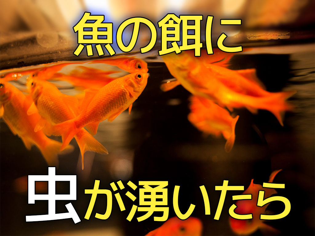 魚の餌に虫が発生した!原因や防止方法、発生する虫の種類を解説!のサムネイル画像