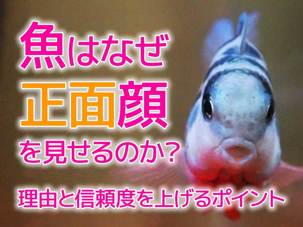魚はなぜ正面顔をみせるのか?正面顔の理由と信頼度を上げるポイントのサムネイル画像