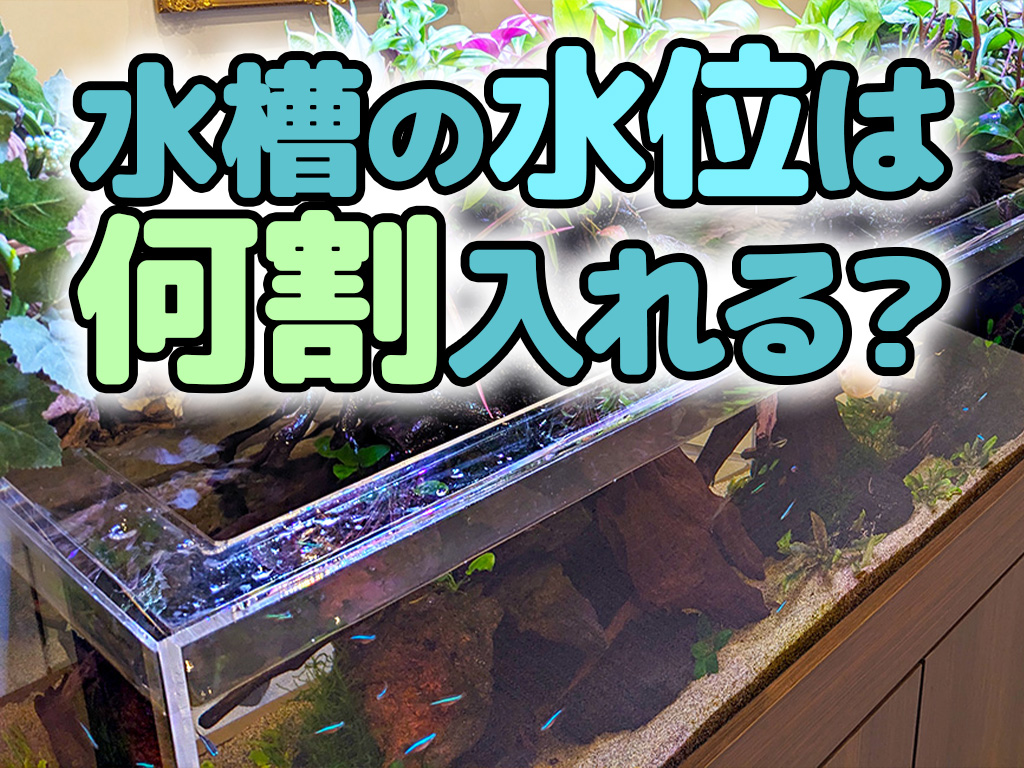 水槽には水を何割入れるのが良いか！目的や設備ごとの目安水量を紹介のサムネイル画像