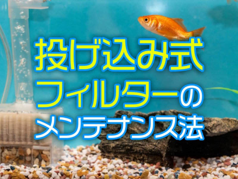 投げ込み式フィルターのメンテナンス法の見出し画像