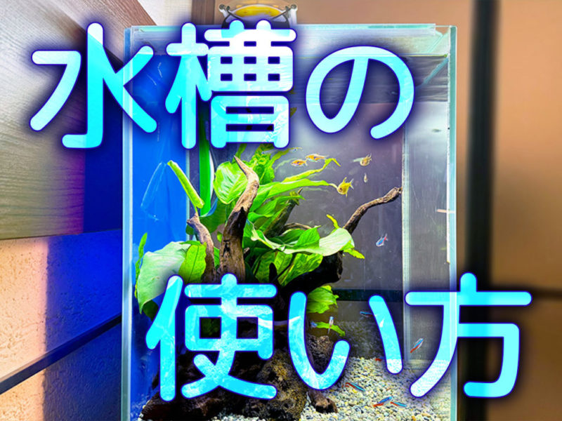 水槽の使い方の文字と流木や水草を配置した水槽の見出し画像