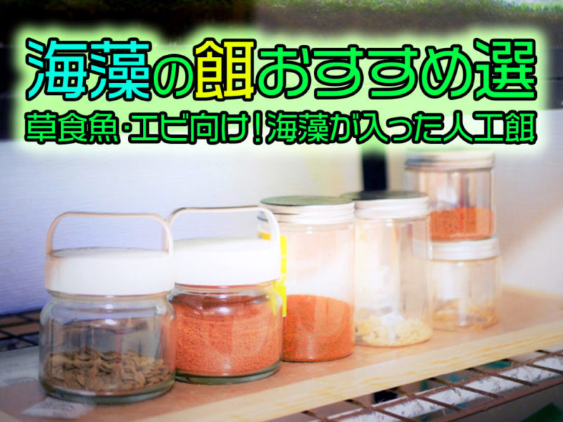 海藻の餌おすすめ10選!草食魚・エビに向いた海藻が入った人工餌