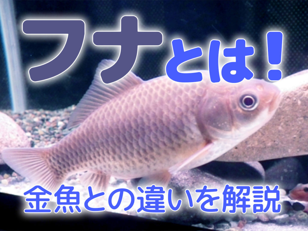フナとは！特徴から主な種類、金魚との違いや飼育のポイントを解説のサムネイル画像