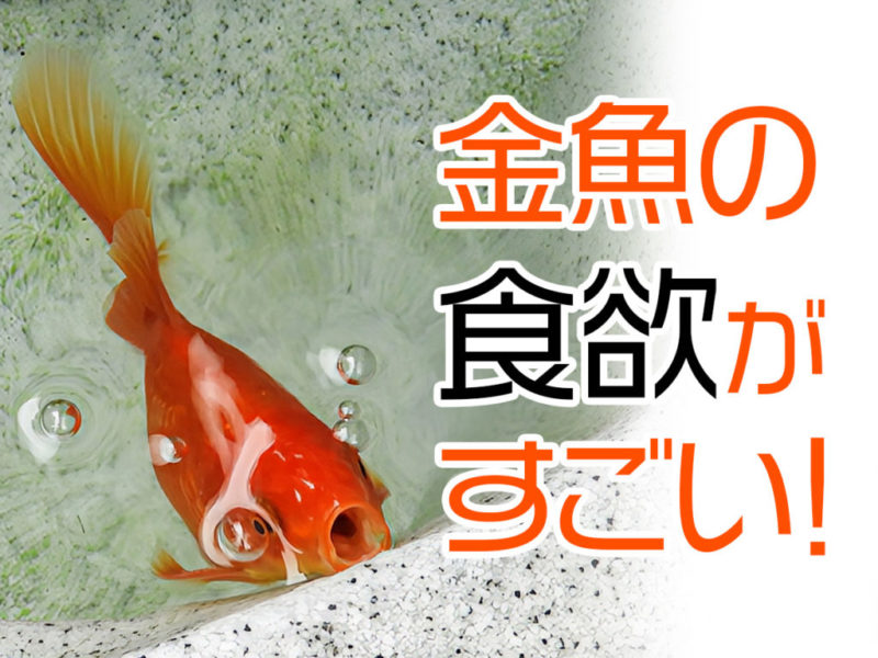 金魚の食欲がすごい!低水温でも餌をあげて良い?給餌の疑問も解説