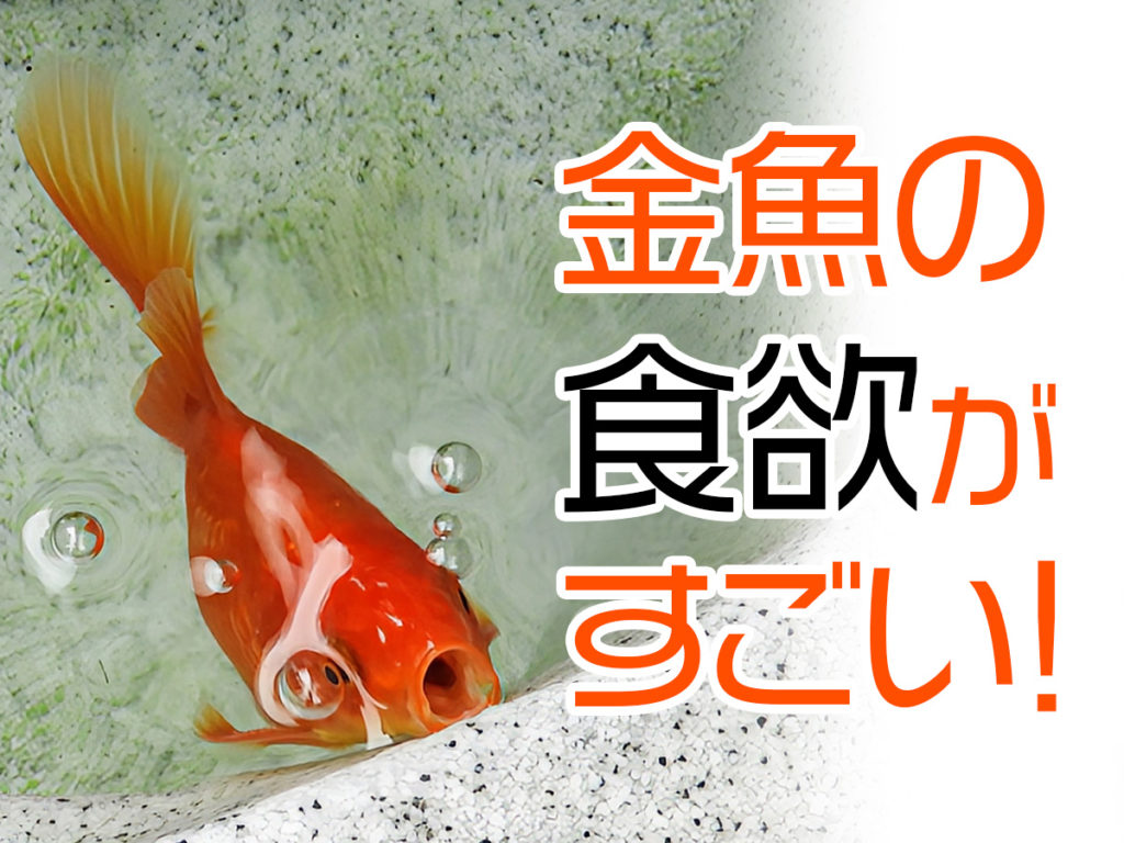 金魚の食欲がすごい!低水温でも餌をあげて良い?給餌の疑問も解説のサムネイル画像