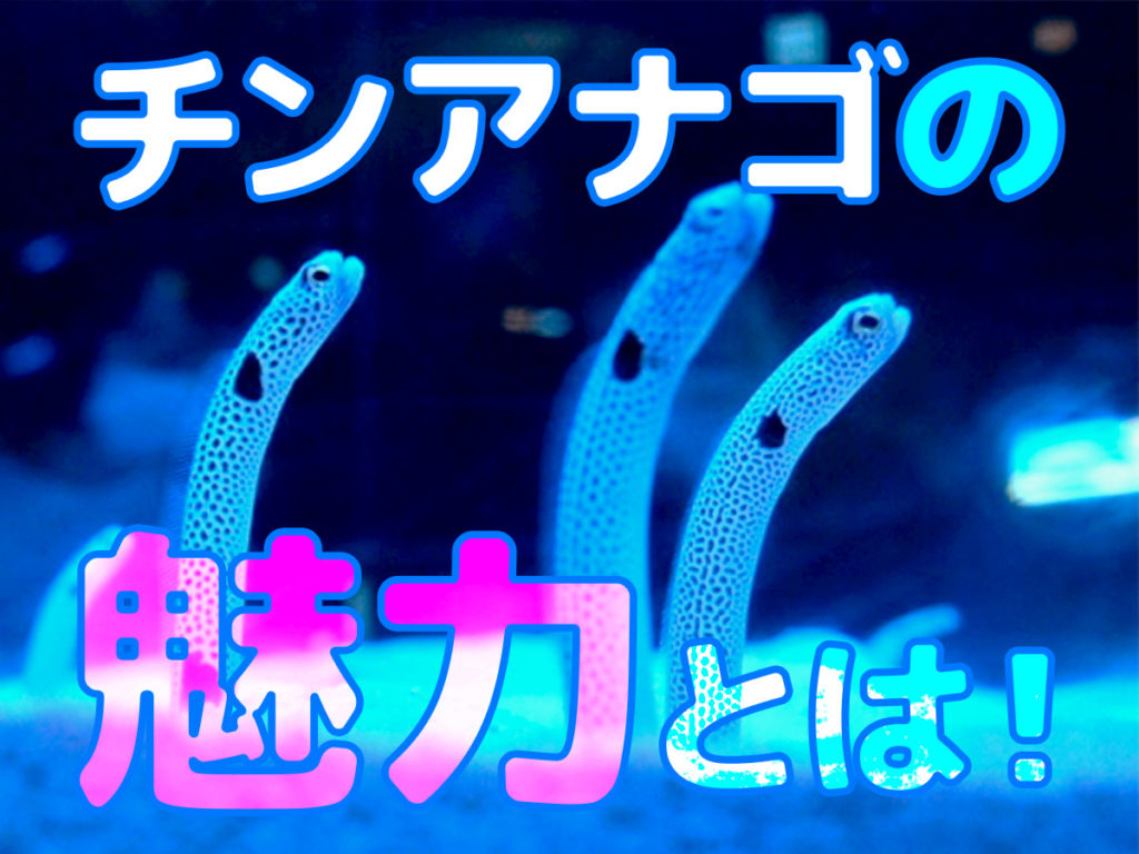 チンアナゴの魅力とは!水族館の人気魚!チンアナゴが楽しめる施設も紹介のサムネイル画像