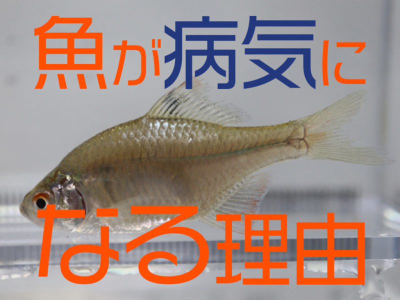 魚が病気になるのはなぜ?魚が病気にならない水槽づくりを考える!