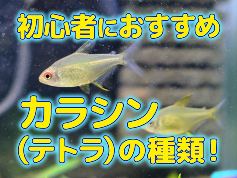 初心者におすすめカラシン（テトラ）の種類！の見出し画像
