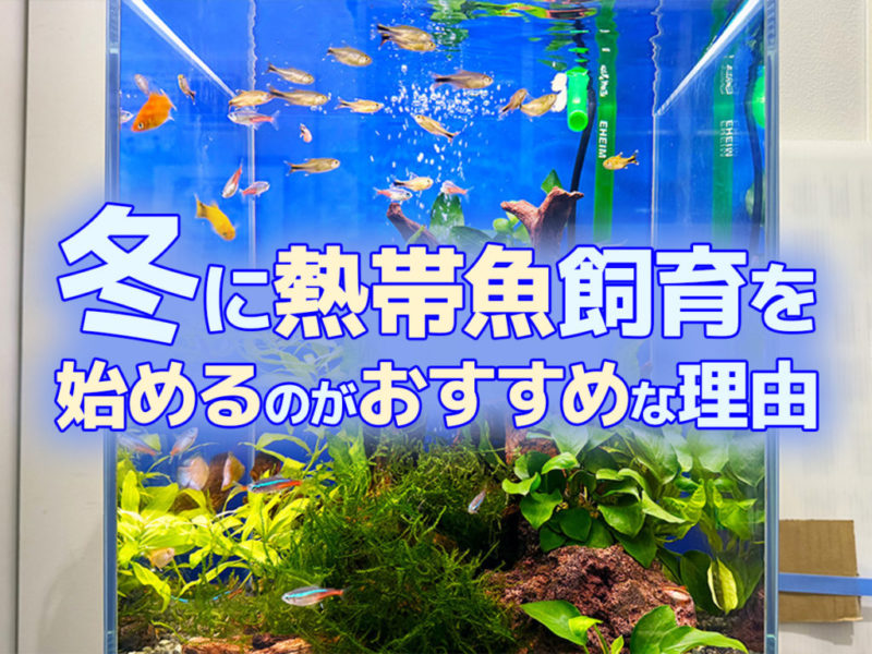 冬に熱帯魚飼育を始めるのがおすすめな理由の見出し画像