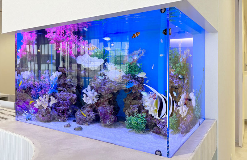 海水魚やサンゴを配置した青い照明の大型水槽の全景