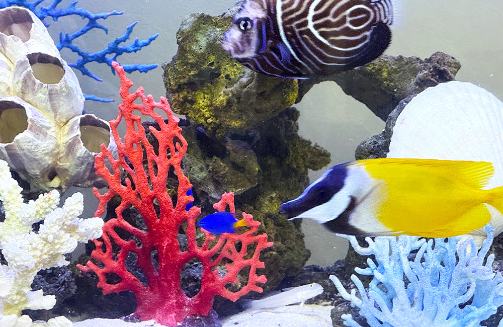 サンゴのオブジェと泳ぐ海水魚のレイアウト水槽