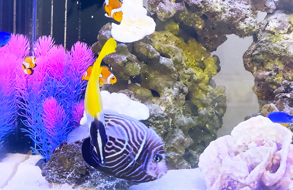海水魚とライブロックのある水槽内を泳ぐ熱帯魚たち