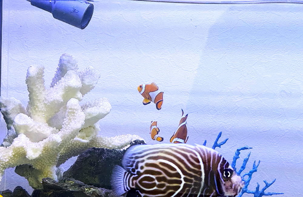 海水魚とサンゴのオブジェが配置された水槽内景観