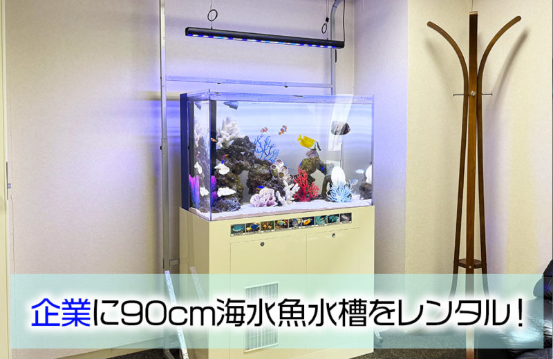 企業様の90cm海水魚水槽!オフィスにレンタルして19年目の様子 水槽画像1
