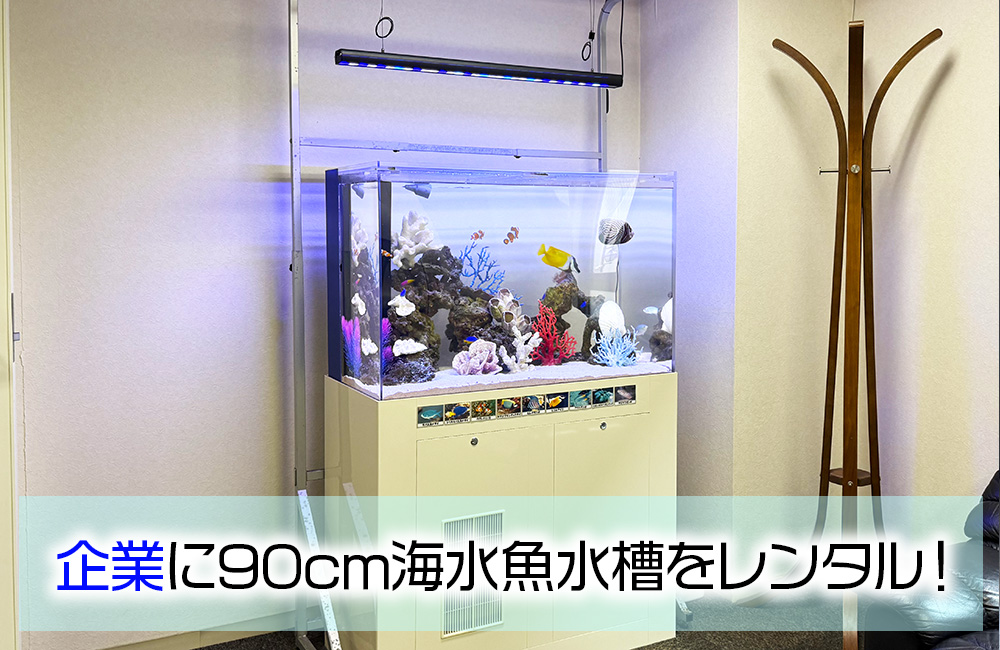 企業様の90cm海水魚水槽!オフィスにレンタルして19年目の様子