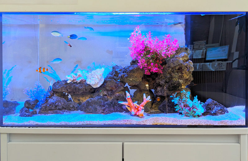 耳鼻科クリニック様の90cm海水魚水槽!水槽の位置を換えた後の様子 水槽画像4