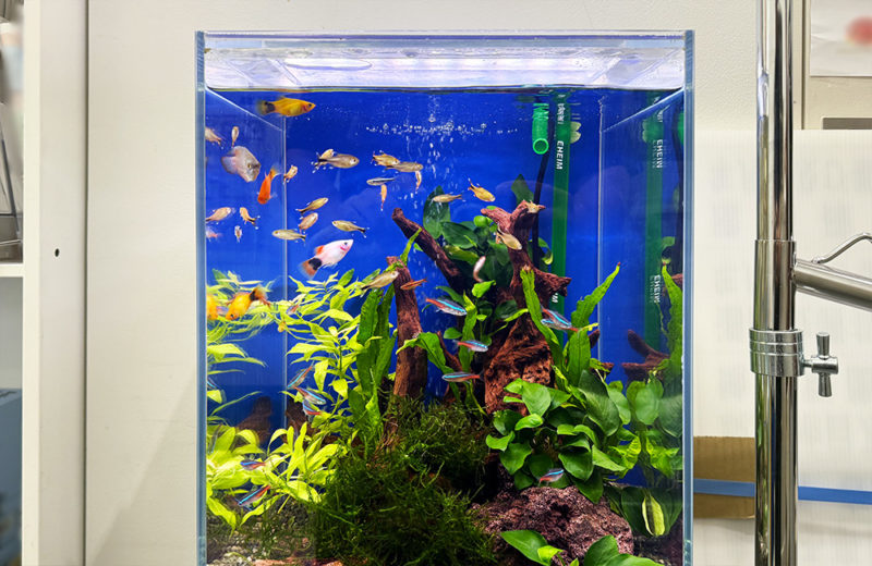 アクアリウムの季節到来！淡水魚水槽のレンタル・メンテナンス、お試し事例 水槽画像４