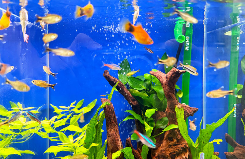 企業様にお試し水槽をレンタル!30cm小型淡水魚水槽を2週間設置 水槽画像4