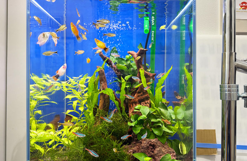 企業様にお試し水槽をレンタル!30cm小型淡水魚水槽を2週間設置 水槽画像5