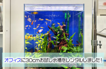 企業様にお試し水槽をレンタル！30cm小型淡水魚水槽を2週間設置