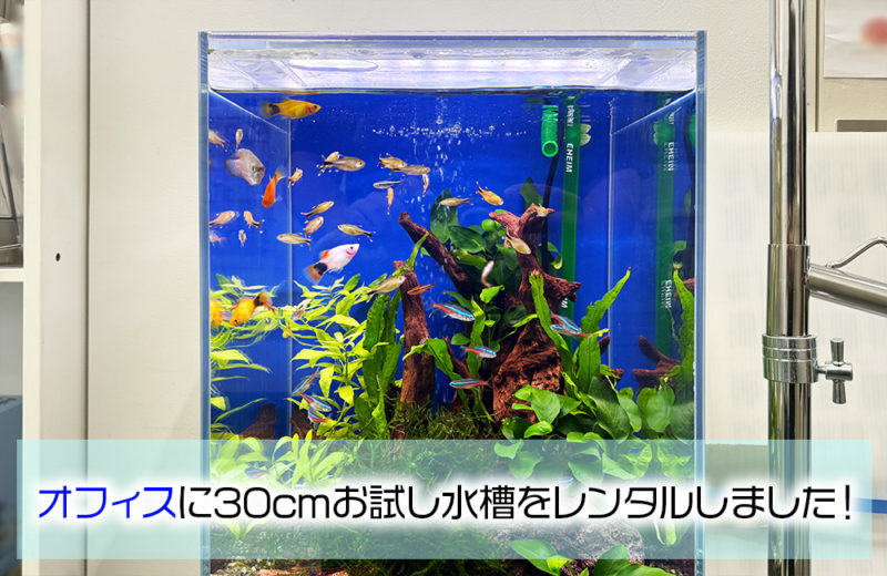 企業様にお試し水槽をレンタル!30cm小型淡水魚水槽を2週間設置 水槽画像1