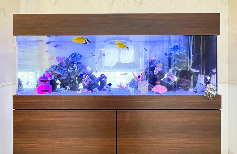 クリニック様のハロウィン水槽!150cmの海水魚水槽に季節のレイアウト 水槽画像4