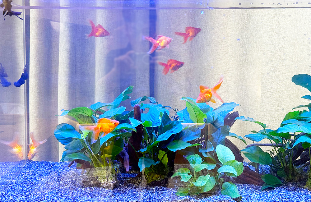水草と青い砂利の水槽を泳ぐ数匹の金魚