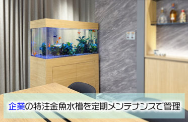 企業様の金魚水槽！126cm特注水槽を販売・メンテナンス！その後の様子