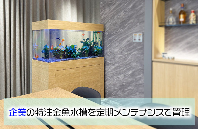 企業の特注金魚水槽を定期メンテナンスで管理の見出し画像