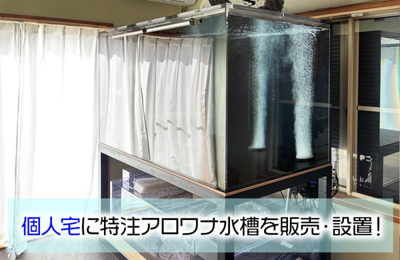 リビングの海水魚水槽・その後！シマキンチャクフグをお迎えしました