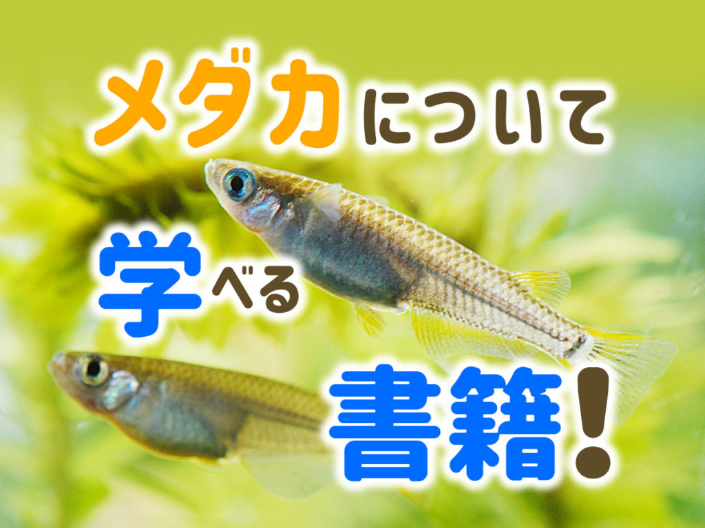 メダカについて学べる書籍8選！飼育・レイアウト・品種の参考になる本！