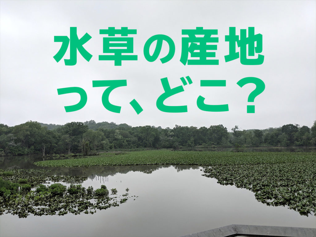 水草の産地ってどこ?有名な水草ファームと代表作の水草をご紹介します!のサムネイル画像