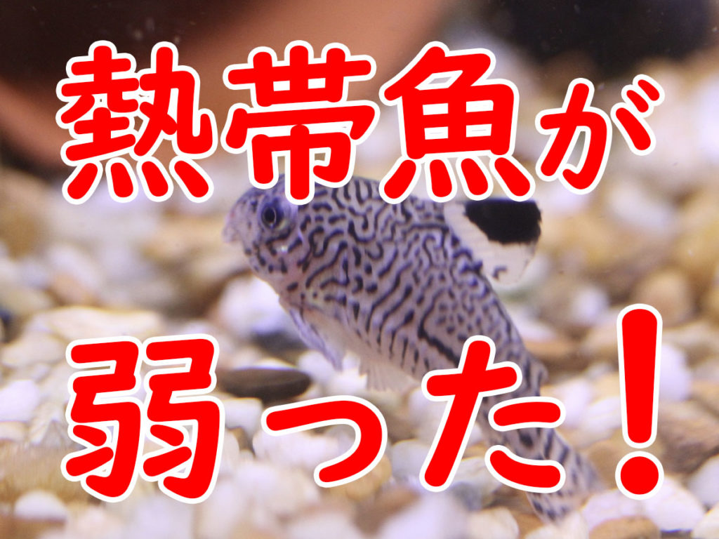 熱帯魚が弱った!よくある原因と対処!魚の性質を知って長生きさせよう!のサムネイル画像