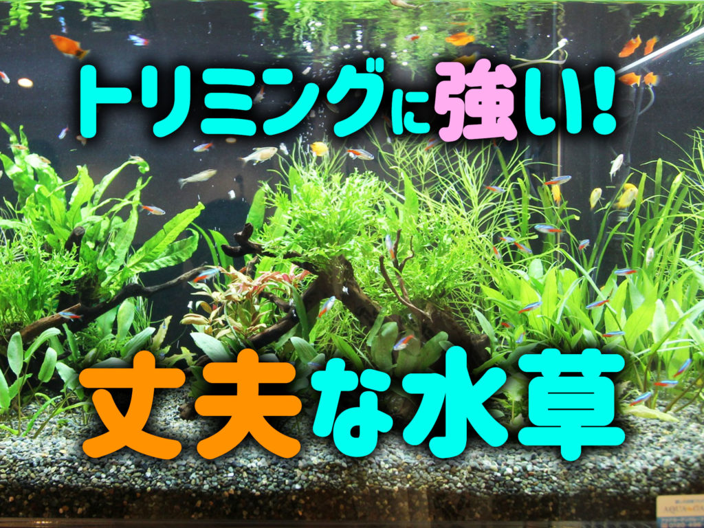 トリミングに強い水草7選!水草水槽を美しく維持しやすい丈夫な水草とは!のサムネイル画像