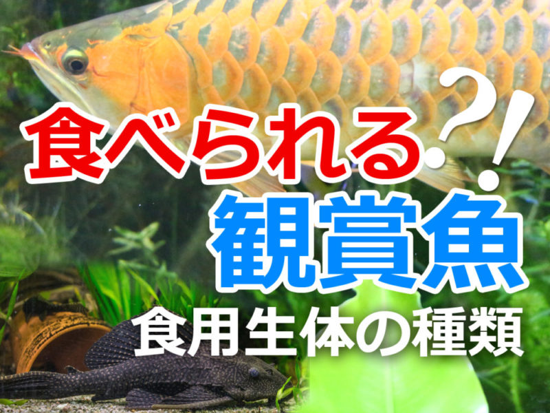 食べられる観賞魚と食用生体の種類を記した見出し画像