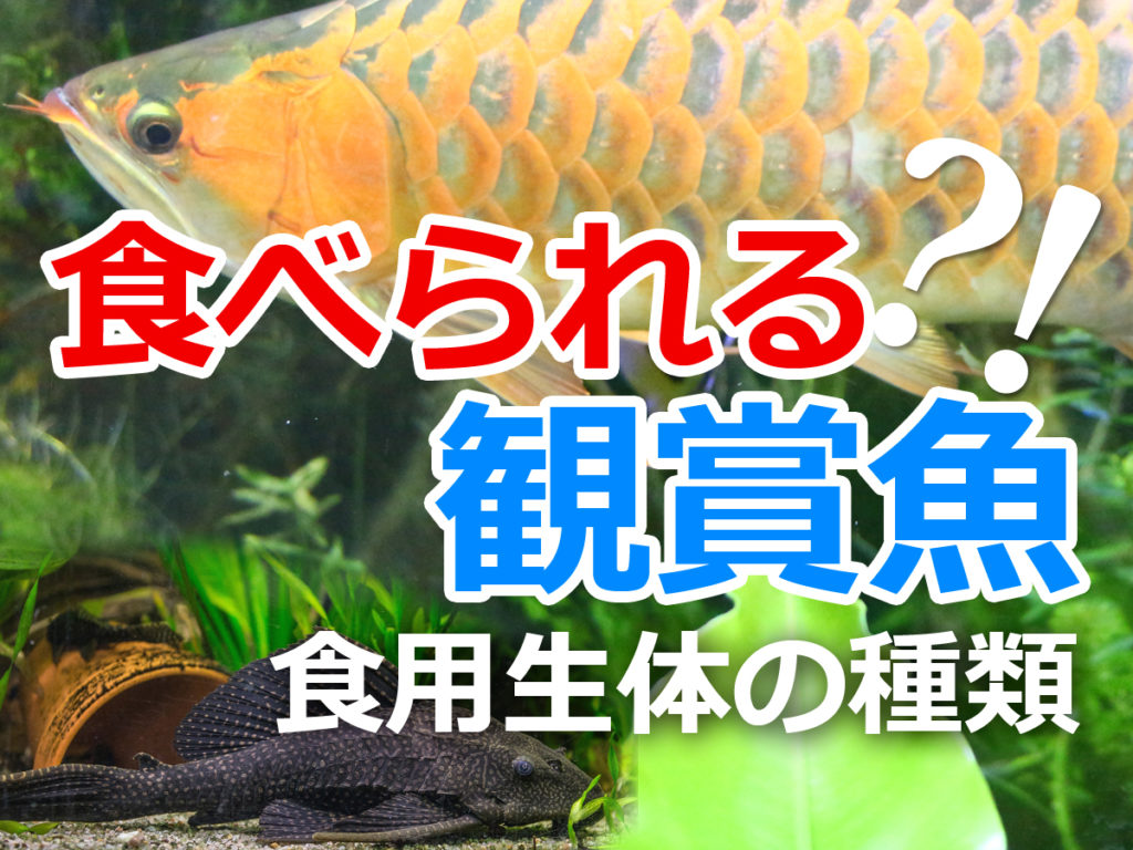 食べられる？！観賞魚の種類！飼育生体と食用生体の違いを解説！のサムネイル画像