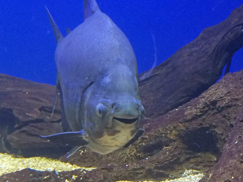 青い背景の水槽内を泳ぐ大型の淡水魚と流木