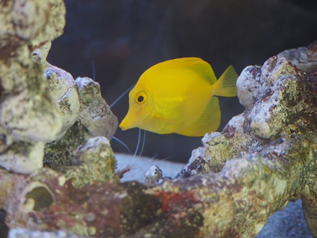 ライブロックの間を泳ぐ黄色い海水魚とエビの触角