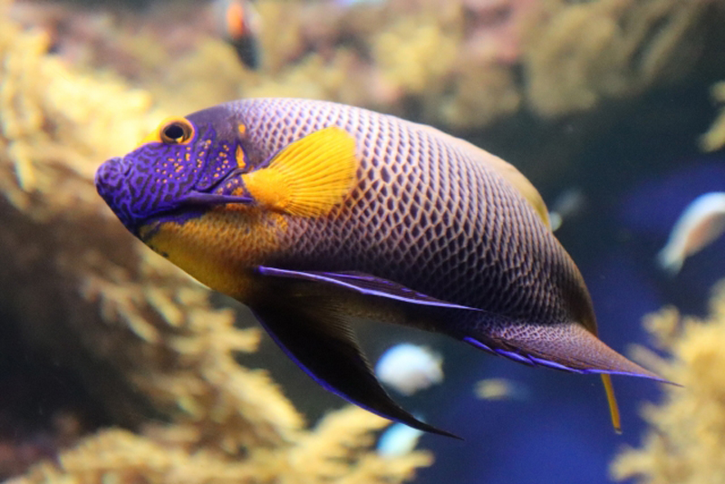 紫の顔と黄色い胸鰭が特徴的な大型海水魚の横顔