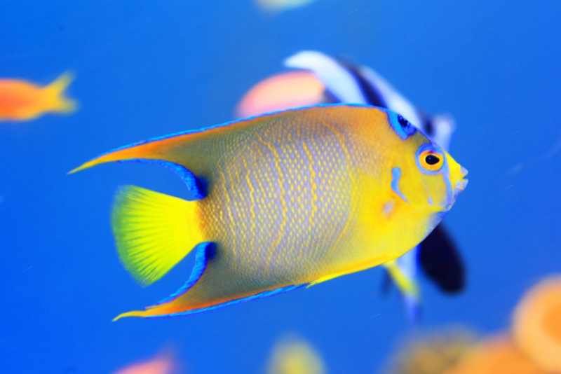 青い海を泳ぐ黄色と青の大型海水魚と熱帯魚の群れ