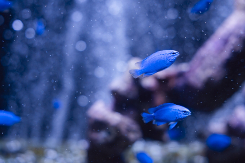 青い海水魚が泳ぐ岩礁レイアウトの水槽内景