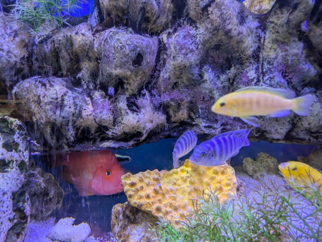 岩陰を泳ぐ青や黄色の熱帯魚と赤い大型魚の水槽内景観