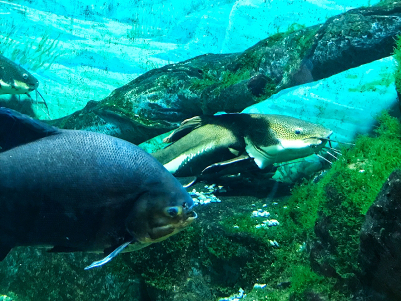 流木と岩の周りを泳ぐ大型の熱帯魚とナマズの仲間