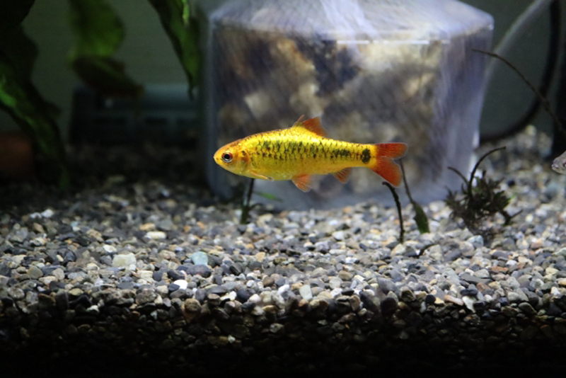 砂利を敷いた水槽内を泳ぐ黄色い小型熱帯魚と投げ込み式フィルター