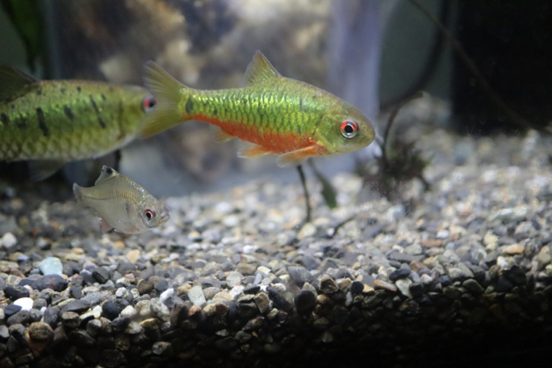 砂利を敷いた水槽内を泳ぐコイ科の熱帯魚と小型魚の群れ