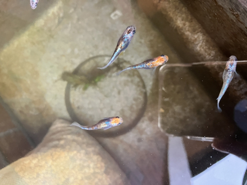 水槽内を上から見た数匹のメダカと底砂の風景