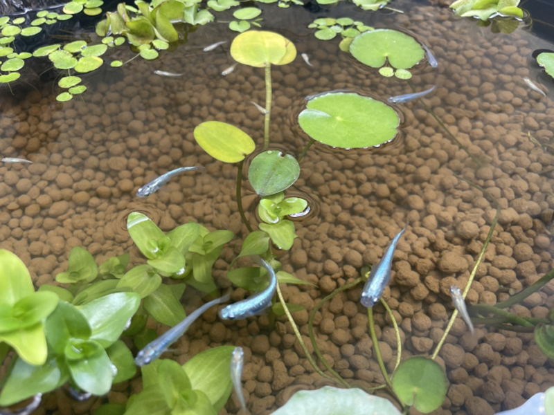 浮き草のある水槽を泳ぐメダカと赤玉土の底砂